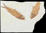 Bargain Multiple Knightia Fossil Fish - Wyoming #47880-1
